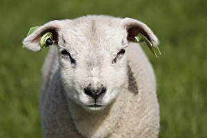 Texel Sheep Drucke: Schaap, sheep