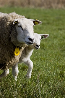 Texel Sheep Drucke: Schaap, sheep