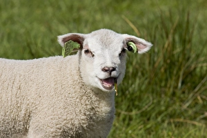 Texel Sheep Drucke: Schaap, sheep