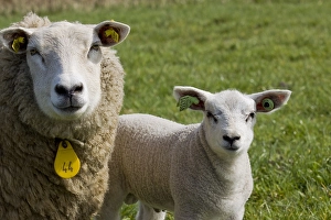 Texel Sheep Drucke: Schaap, sheep