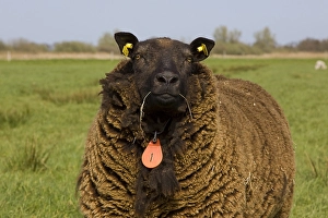 Farm Animal Pictures Drucke: Schaap, sheep