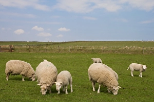 Texel Sheep Drucke: Schaap, Sheep