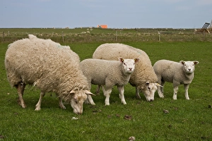 European Farmland Drucke: Schaap, Sheep