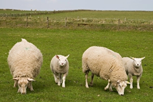 Texel Sheep Drucke: Schaap, Sheep