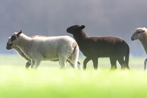 Mammal Wildlife Photos Drucke: Schaap, Sheep