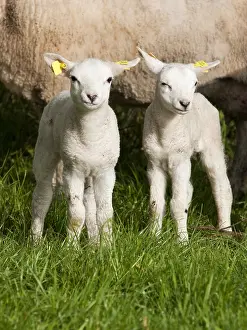 Schaap, Sheep
