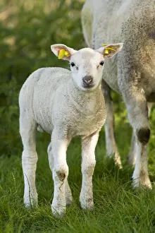 Mammals Of The Netherlands Drucke: Schaap, Sheep