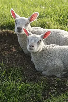 Mammal Wildlife Photos Drucke: Schaap, Sheep