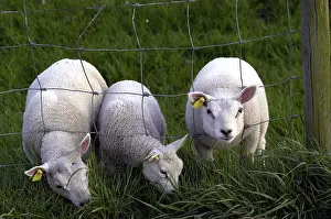 Sheep Grazing Drucke: Schaap, Sheep