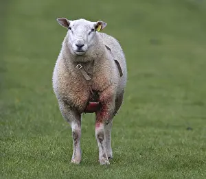Mammal Images Drucke: Schaap, Sheep
