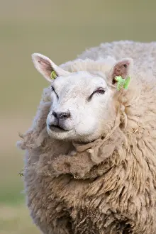 European Mammal Photos Drucke: Schaap, Sheep