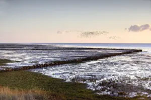 Wadden Sea Landscape Drucke: de Schorren Texel
