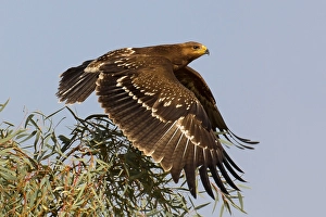 Lesser Spotted Eagle Drucke: Schreeuwarend, Lesser Spotted Eagle, Aquila pomarina