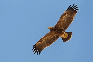 Lesser Spotted Eagle Drucke: Schreeuwarend, Lesser Spotted Eagle, Aquila pomarina