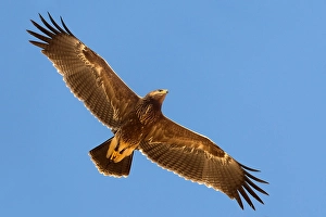 Lesser Spotted Eagle Drucke: Schreeuwarend, Lesser Spotted Eagle, Aquila pomarina