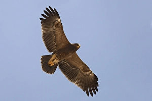 Lesser Spotted Eagle Drucke: Schreeuwarend, Lesser Spotted Eagle, Aquila pomarina