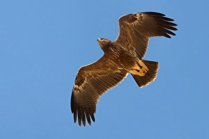 Lesser Spotted Eagle Drucke: Schreeuwarend, Lesser Spotted Eagle, Aquila pomarina