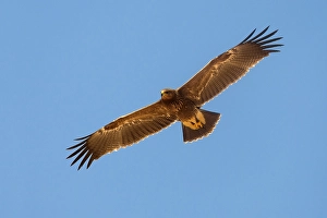 Lesser Spotted Eagle Drucke: Schreeuwarend, Lesser Spotted Eagle, Aquila pomarina