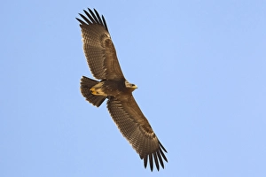 Lesser Spotted Eagle Drucke: Schreeuwarend, Lesser Spotted Eagle, Aquila pomarina