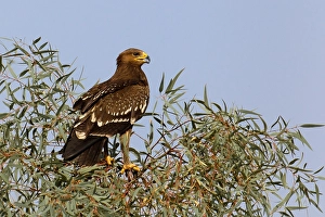 Lesser Spotted Eagle Drucke: Schreeuwarend, Lesser Spotted Eagle, Aquila pomarina