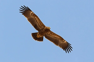 Lesser Spotted Eagle Drucke: Schreeuwarend, Lesser Spotted Eagle, Aquila pomarina