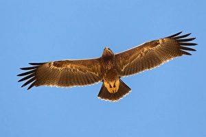 Lesser Spotted Eagle Drucke: Schreeuwarend, Lesser Spotted Eagle, Aquila pomarina