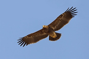 Lesser Spotted Eagle Drucke: Schreeuwarend, Lesser Spotted Eagle, Aquila pomarina