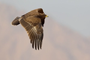 Lesser Spotted Eagle Drucke: Schreeuwarend, Lesser Spotted Eagle, Aquila pomarina