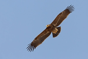 Lesser Spotted Eagle Drucke: Schreeuwarend, Lesser Spotted Eagle, Aquila pomarina
