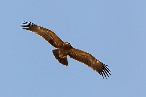 Lesser Spotted Eagle Drucke: Schreeuwarend, Lesser Spotted Eagle, Aquila pomarina