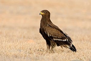 Lesser Spotted Eagle Drucke: Schreeuwarend, Lesser Spotted Eagle, Aquila pomarina