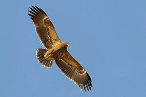 Lesser Spotted Eagle Drucke: Schreeuwarend, Lesser Spotted Eagle, Aquila pomarina