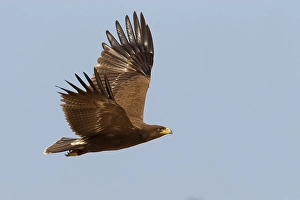Lesser Spotted Eagle Drucke: Schreeuwarend, Lesser Spotted Eagle, Aquila pomarina
