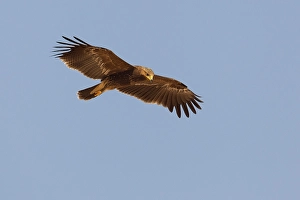 Lesser Spotted Eagle Drucke: Schreeuwarend, Lesser Spotted Eagle, Aquila pomarina