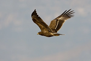 Lesser Spotted Eagle Drucke: Schreeuwarend, Lesser Spotted Eagle, Aquila pomarina