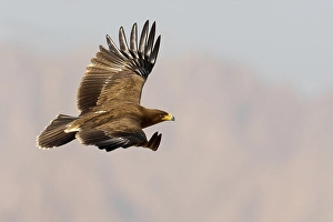 Lesser Spotted Eagle Drucke: Schreeuwarend, Lesser Spotted Eagle, Aquila pomarina