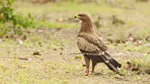 Lesser Spotted Eagle Drucke: Schreeuwarend, Lesser Spotted Eagle, Aquila pomarina
