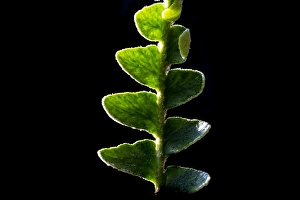 Bilder Datiert 4. Juni 2021: Schubvaren, Rusty Back, Asplenium ceterach