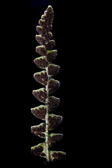 Schubvaren, Rusty Back, Asplenium ceterach