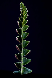 Schubvaren, Rusty Back, Asplenium ceterach.