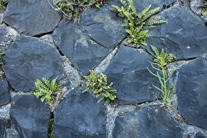 Schubvaren, Rusty Back, Asplenium ceterach