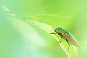 Macro Beetle Photography Drucke: Scintillatrix rutilans