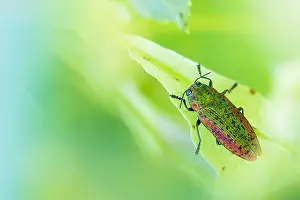 Macro Beetle Photography Drucke: Scintillatrix rutilans