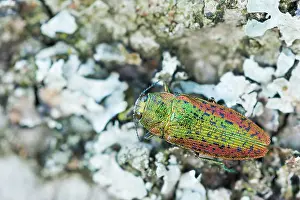 Bilder Datiert 15. Juni 2021: Scintillatrix rutilans