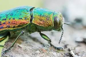 Bilder Datiert 17. Juni 2021: Scintillatrix rutilans