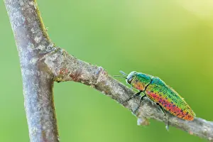 Bilder Datiert 15. Juni 2021: Scintillatrix rutilans