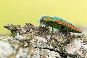 Bilder Datiert 15. Juni 2021: Scintillatrix rutilans