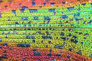 Scintillatrix rutilans