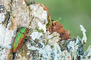 Macro Beetle Photography Drucke: Scintillatrix rutilans