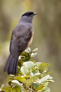 Peru Bird Species Drucke: Sclater-cotinga, Bay-vented Cotinga, Doliornis sclateri